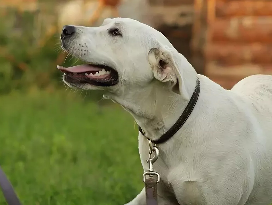 Глухой бездомный пёс из Омска нашёл хозяев в Канаде