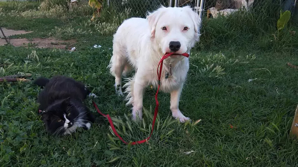 Глухой пёс нашёл своё призвание в новой семье